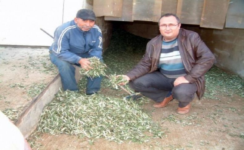 Burhaniye'de zeytin hasadı