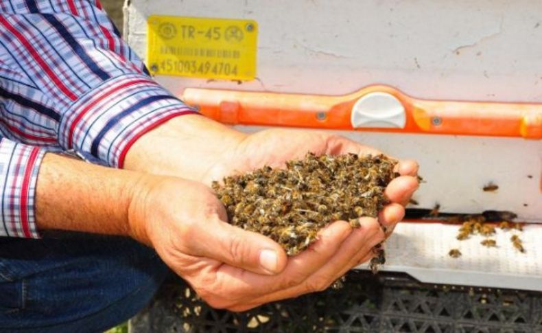 Bilinçsiz ilaçlama bal arılarını vurdu