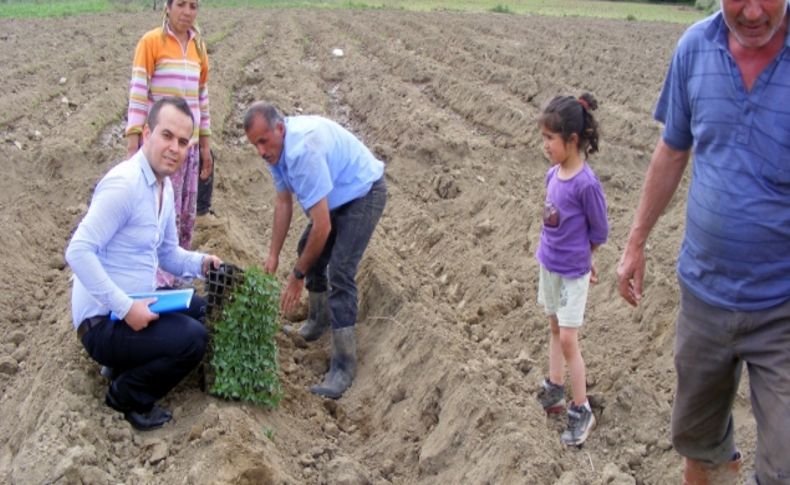 Çağlayancerit'te salçalık biber fidesi dağıtıldı