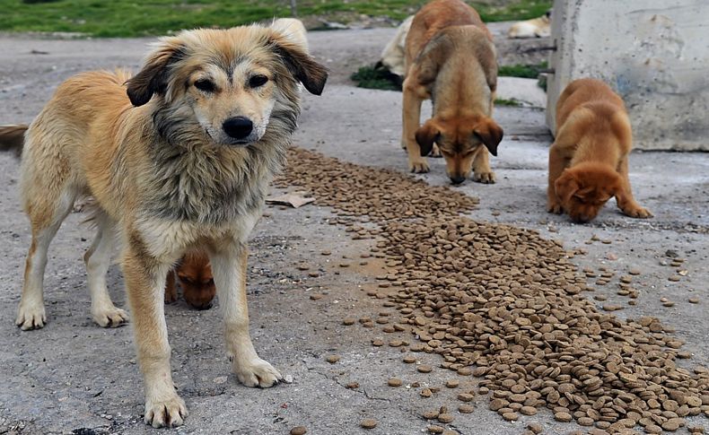 Can dostları unutmadık