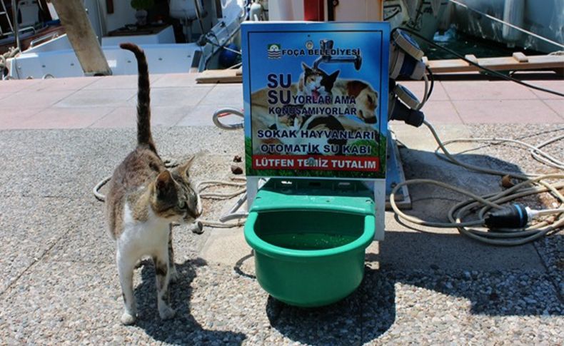 Foça'da can dostlar susuz kalmasın!