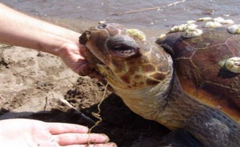 Caretta Caretta yumurtlamaya geldiği Dikili'de ağlara takıldı