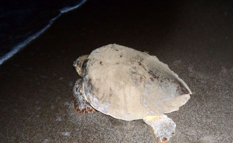 Caretta carettalar yumurta bırakmak için kadınlar plajını tercih etti