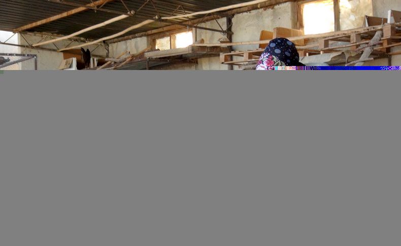 Çek Cumhuriyeti'nden geldi, Silifke’de organik yumurta üretiyor