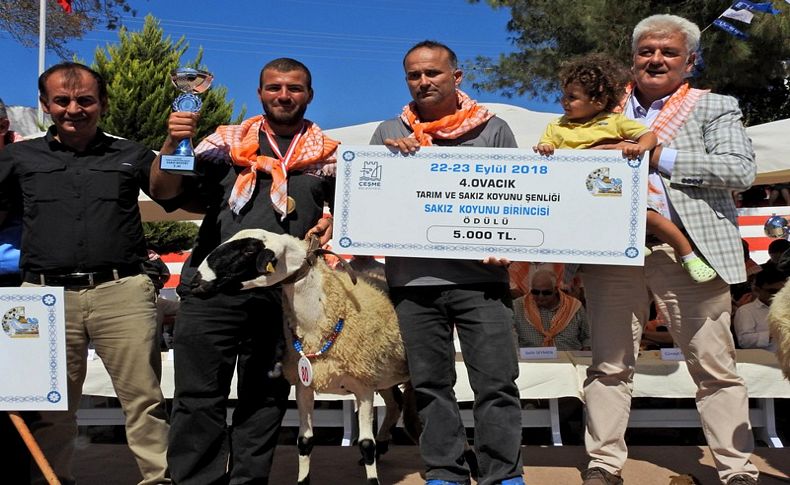 Çeşme'nin Sakız koyunları yarıştı