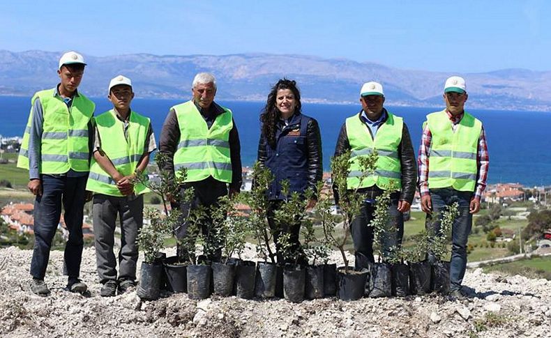 Çeşme'ye 3 bin sakız fidanı