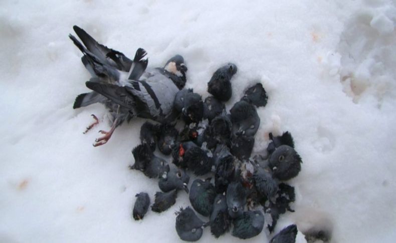 Çevre Derneği Başkanı Kavuş: Zor durumda kalan hayvanları öldürmeyin