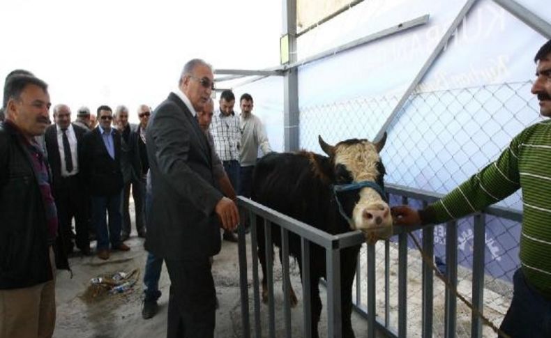 Chp Milletvekili Öğüt': Ithal Hayvanlara Domuz Yağli Yem Veriliyor