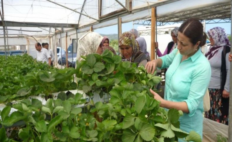 'Çilek Tutan Kınalı Eller Projesi' devam ediyor