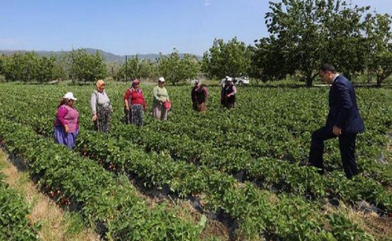 Vali Toprak çilek topladı