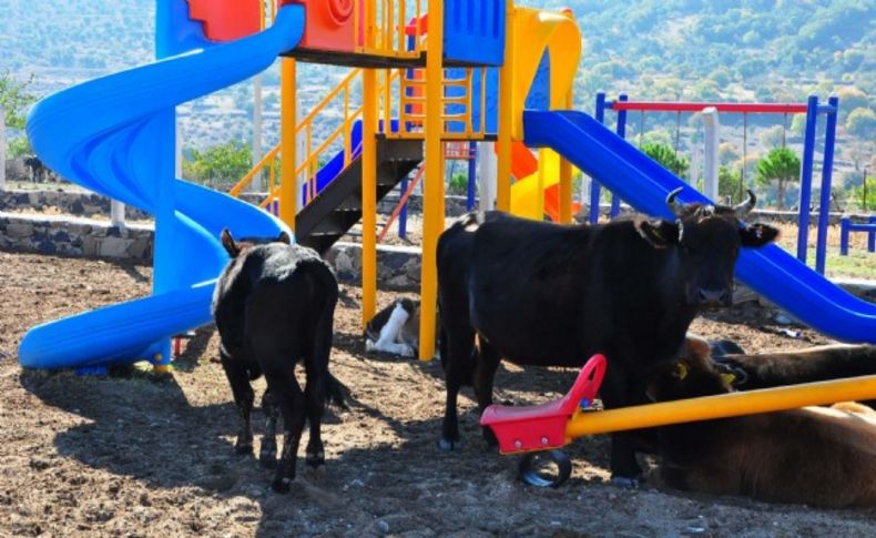 Şok görüntüler! Çocuk parkında inekler otluyor