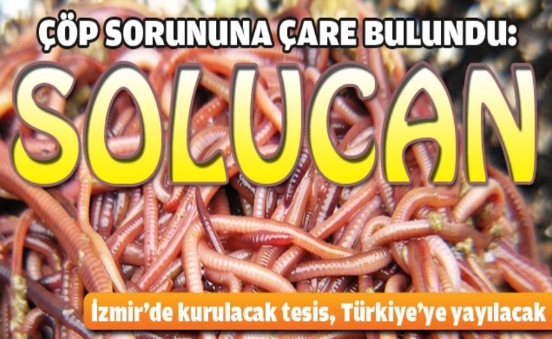 Çöp sorununa solucanlar çare olacak