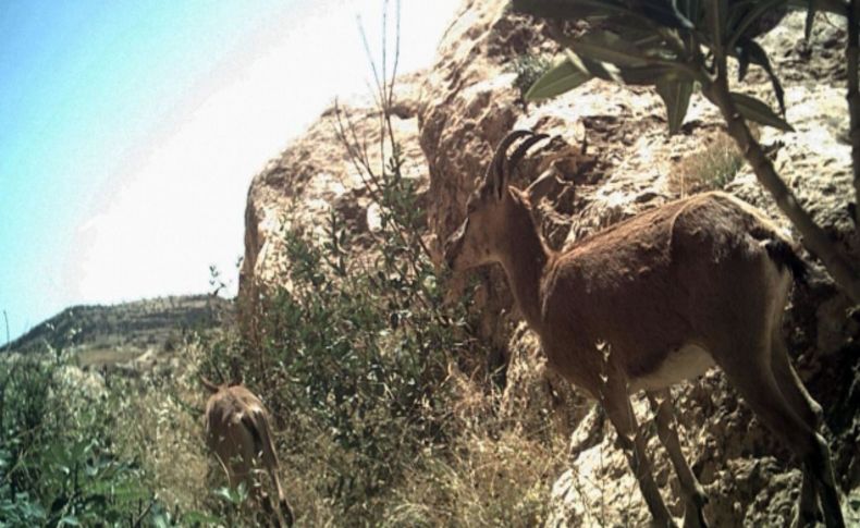 Cudi Dağı'nda vahşi hayat görüntüleniyor