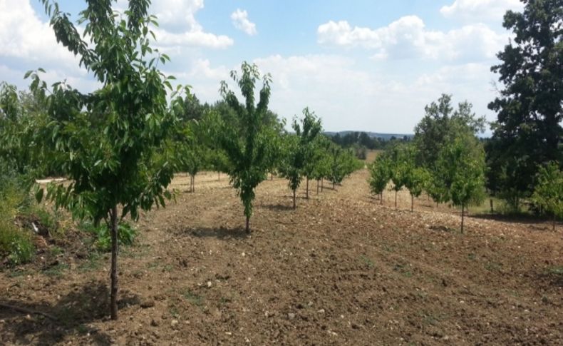 Dağ yöresinde kirazın kilosunun 1 TL'ye düşmesi çiftçileri zor durumda bıraktı