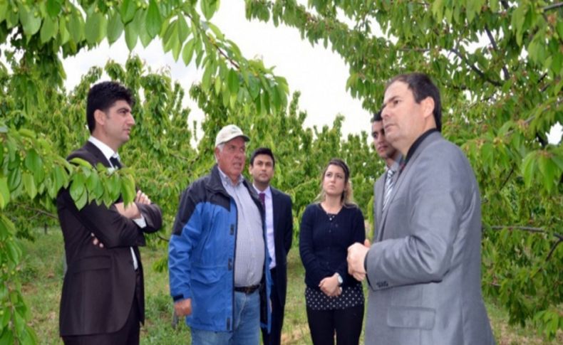 Darboğaz bölgesinde kiraz üretimi yaygınlaştırılacak