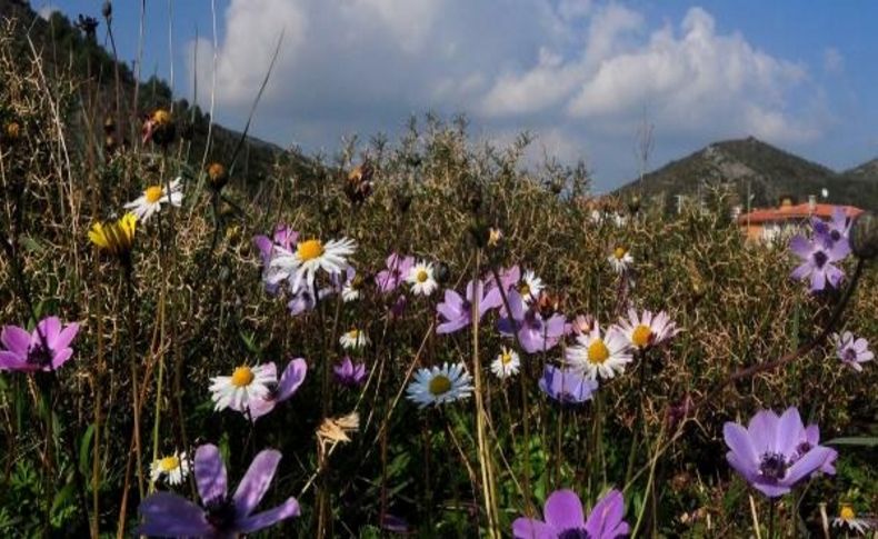 Datça’Da 'anemonlarla Papatyalarin Dansi'