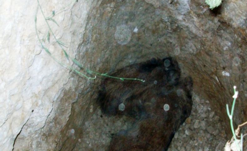 Definecilerin açtığı çukura düşen yaban domuzunu itfaiye ekipleri kurtardı
