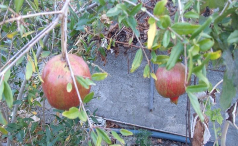 Deneme amaçlı diktiği nar ve incir ağacından bol verim aldı