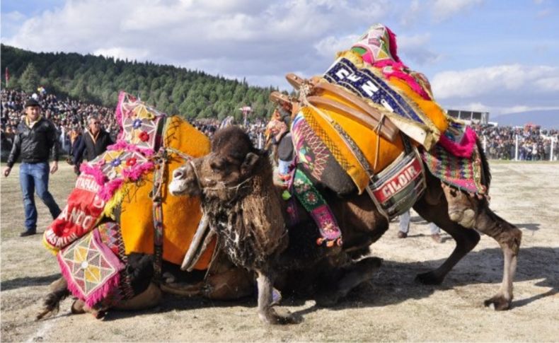 Torbalı Deve Güreşleri iptal