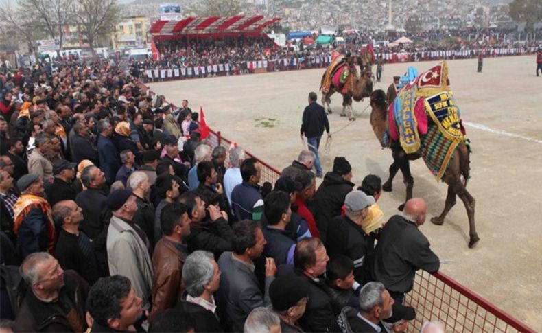 Binlerce kişi deve güreşi festivalinde buluştu