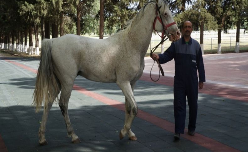 Devlete milyonlar kazandıran aygır Caş'ı Bakan Eker kamera ile takip ediyor