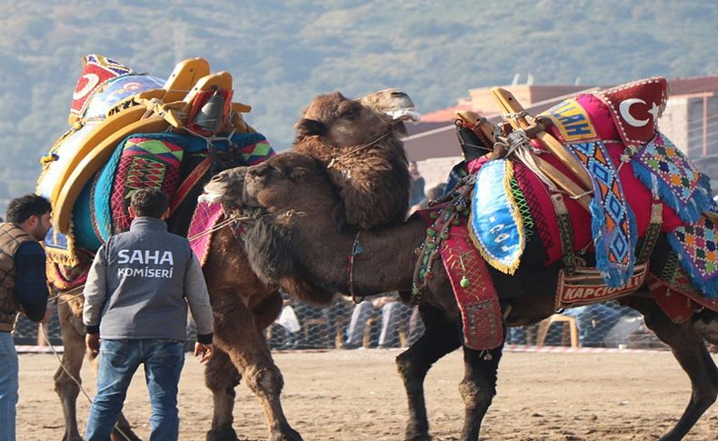 Dikili'de deve güreşi festivali