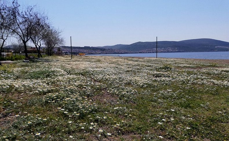 Dikili'de plajlar papatyalarla örtüldü