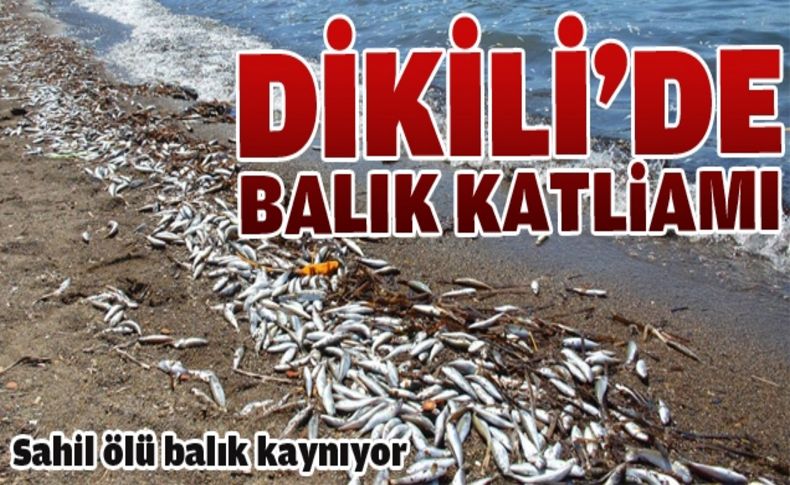 Dikili'de balık katliamı