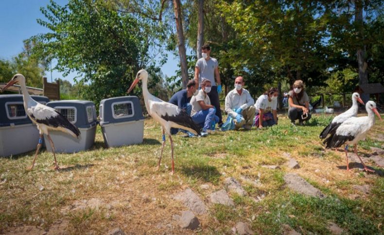 Doğal Yaşam Parkı'nda tedavi edilen leylekler özgürlüğe uçtu