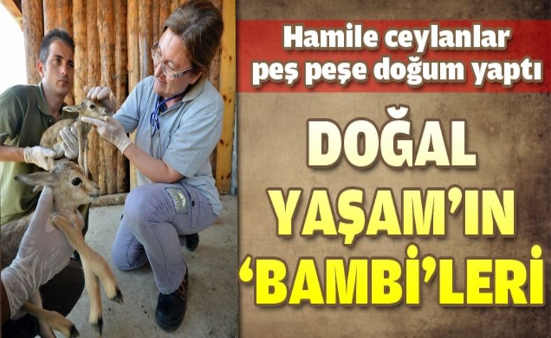 Doğal yaşamın konukları çoğalıyor