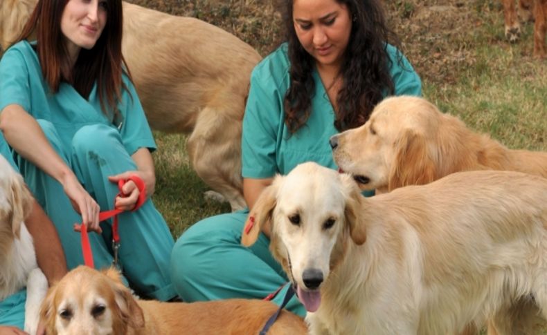 Doğum günü veya karne hediyesi diye alınan köpekler, sokağa atılıyor