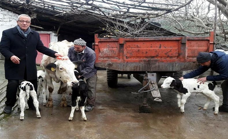 Dördüz doğuran ineğin sahibine Bakan sürprizi