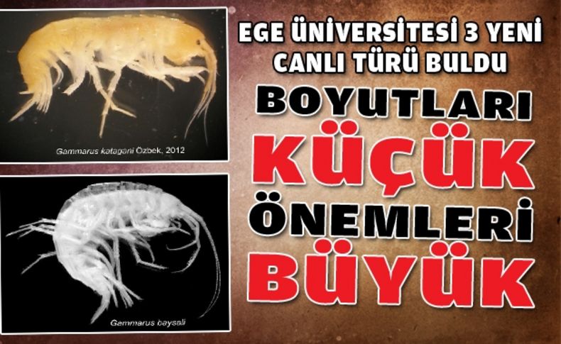 Ege Üniversitesi'nde 3 yeni canlı türü daha bulundu