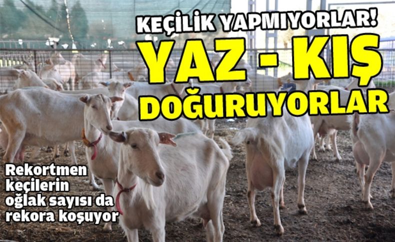 Ege Ziraatte keçiler hem mevsiminde hem de mevsim dışı doğuruyor