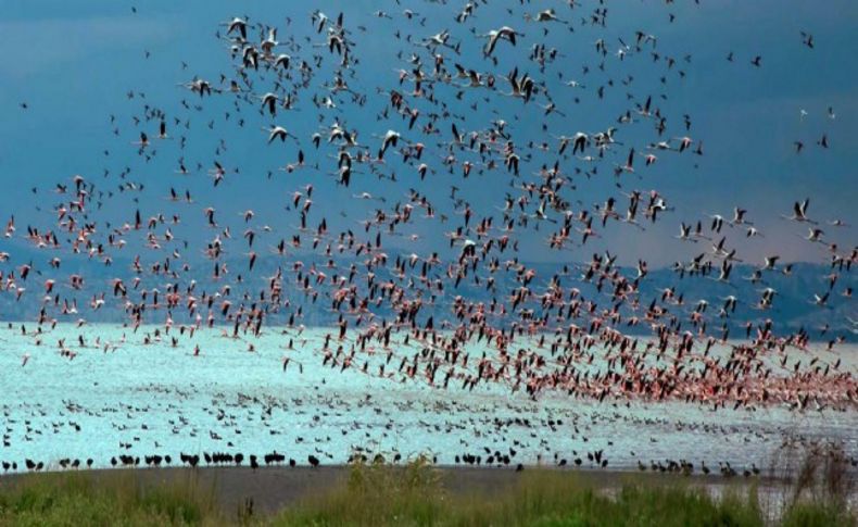 Ege'de 69 türde 200 bin kuş sayıldı