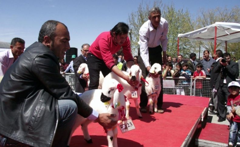 En güzel kuzu Cumhuriyet altını kazandırdı