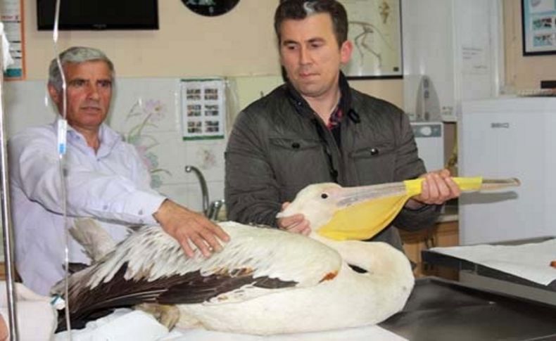 Enfeksiyon kapan pelikan koruma altına alındı
