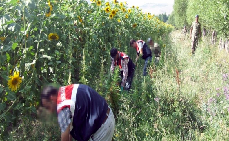 Erzurum'da bir milyon dişi Hint keneviri ele geçirildi