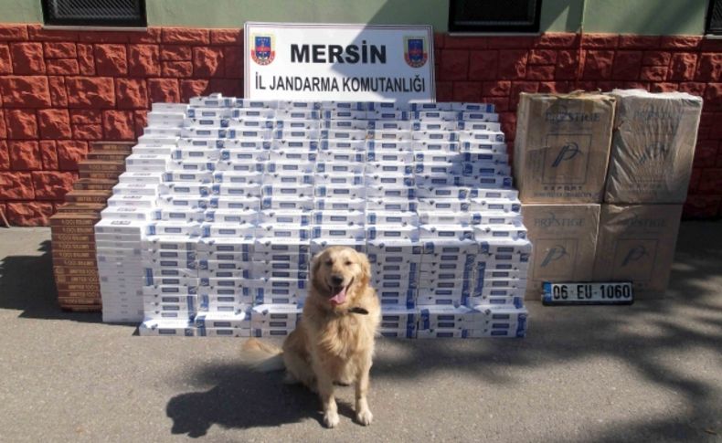 Esrar kalıntılarına tepki verdi 24 bin 500 paket kaçak sigarayı ortaya çıkardı