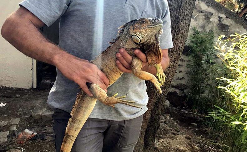 Evden kaçtı, parkta bulundu