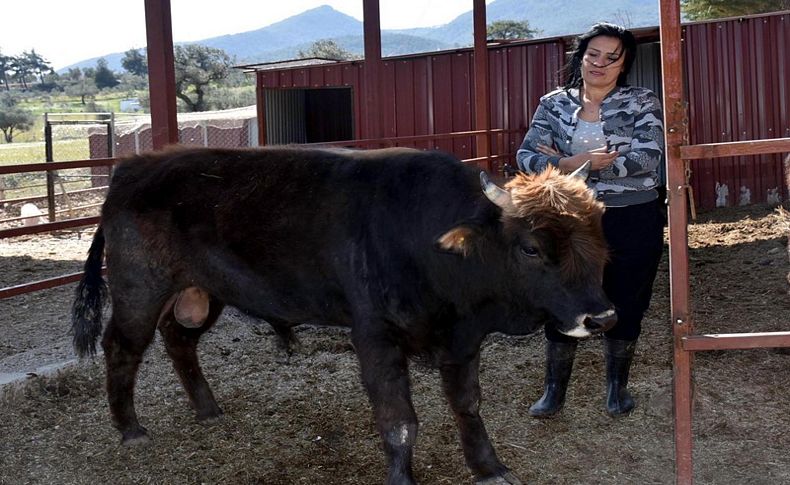 Fenomen boğa 'Ferdinand' sağlıklı bir yaşam sürüyor