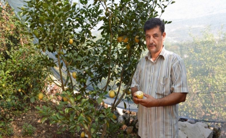 Finike yöresine ait beyaz limon 2 yıl dalında taze kalabiliyor