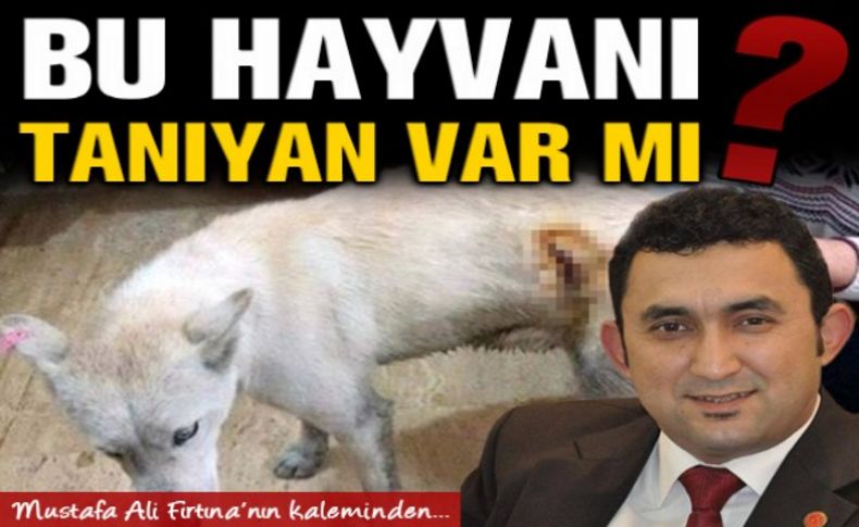 Bu hayvanı tanıyan var mı'