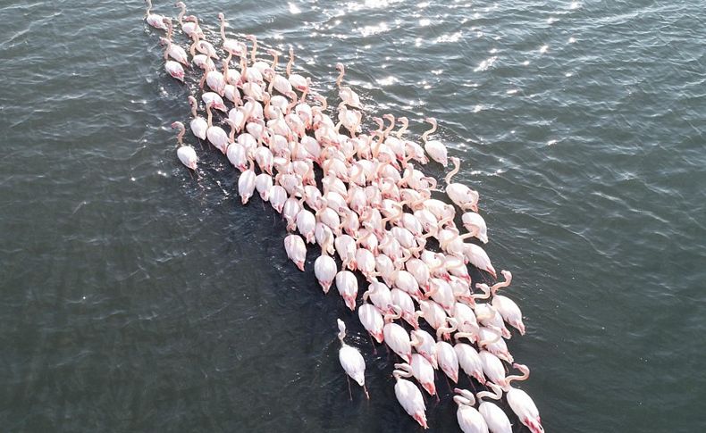 Flamingolar İzmir'i sevdi