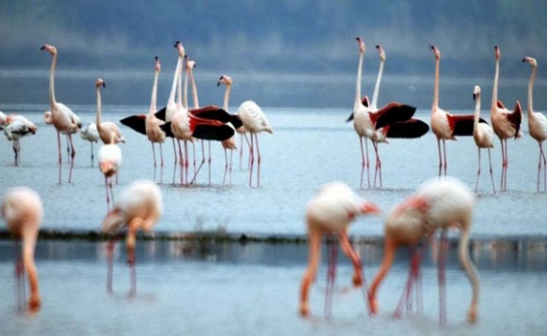 Flamingolar erken geldi
