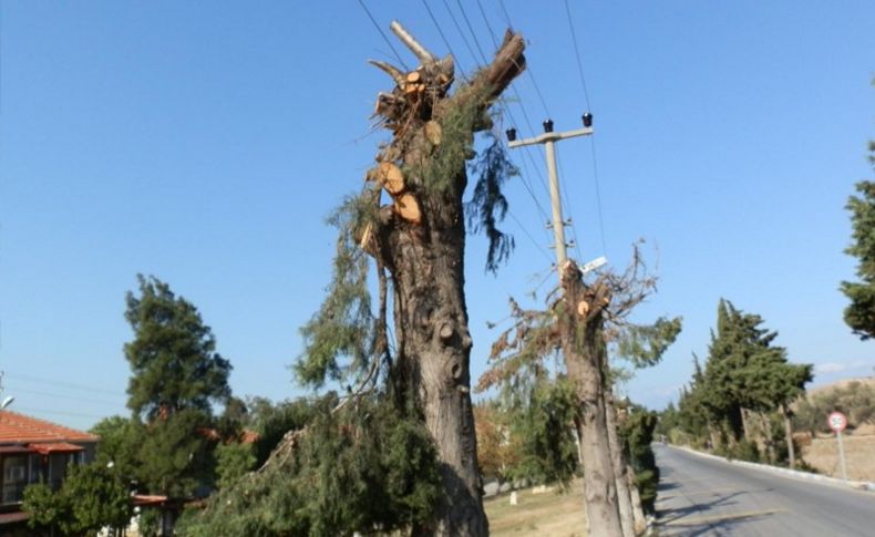 Foça'da ağaç budama tepkisi