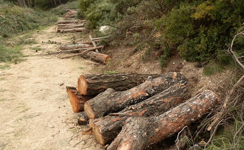 Foça'da çam ağaçlarının kesimi durduruldu