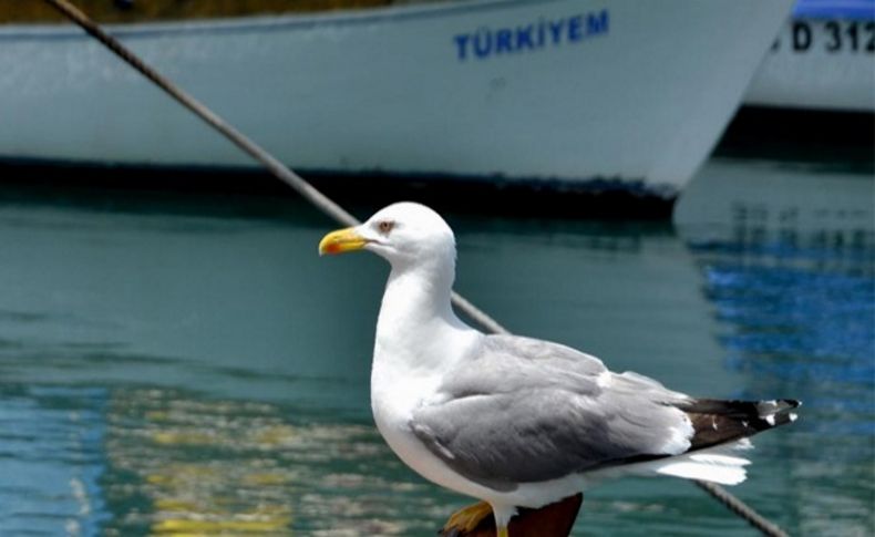 Foça Deniz Öyküleri Yarışması sonuçlandı