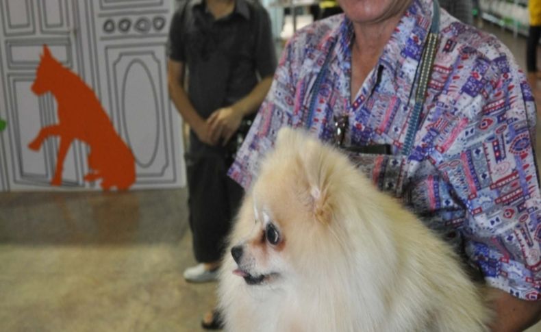 Fuara katılan köpekler, kimliklerine kavuştu