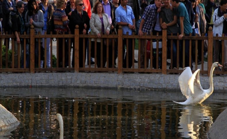 Gazdan etkilenen kuğular parklarına kavuşuyor